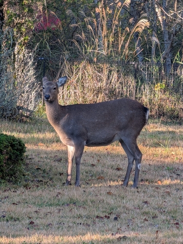 Cervus observed 2026-10-28