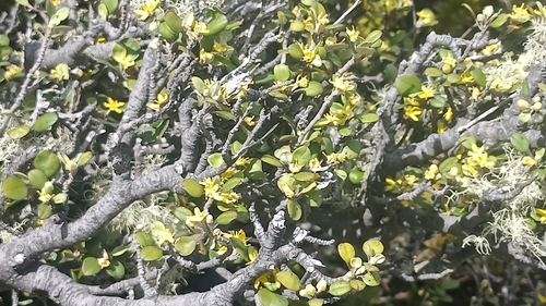Corokia cotoneaster observed 2026-10-28