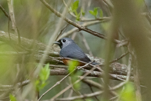 Monarcha melanopsis, 2026-10-28