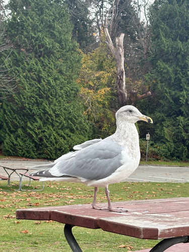 Larus glaucescens observed 2026-10-27