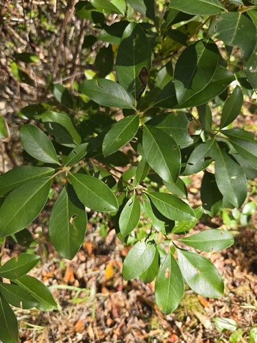 Kalmia latifolia observed 2026-10-27