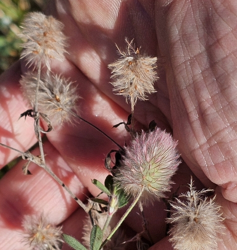 Trifolium arvense observed 2026-10-27