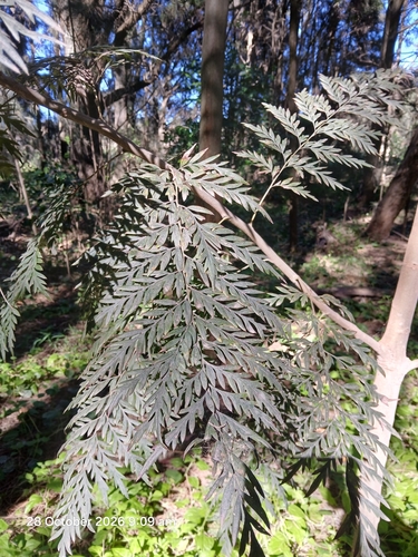 Grevillea observed 2026-10-28