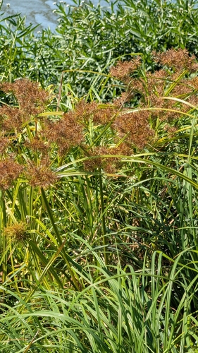 Cyperus odoratus observed 2026-10-23