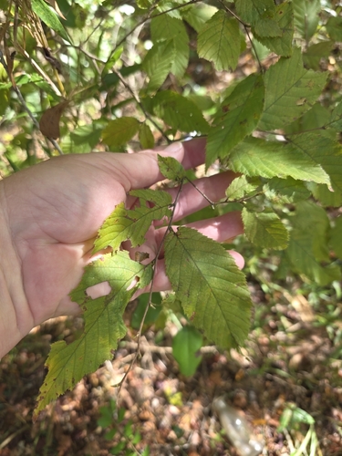 Ostrya virginiana, 2026-10-27