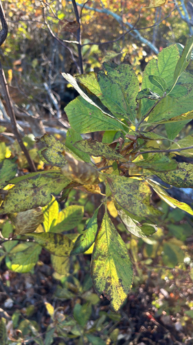 Clethra observed 2026-10-27