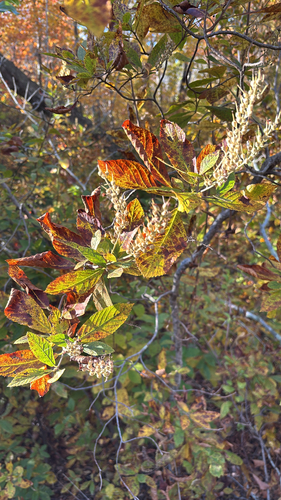 Clethra observed 2026-10-27