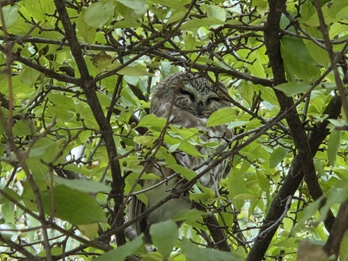 Aegolius acadicus observed 2026-10-27