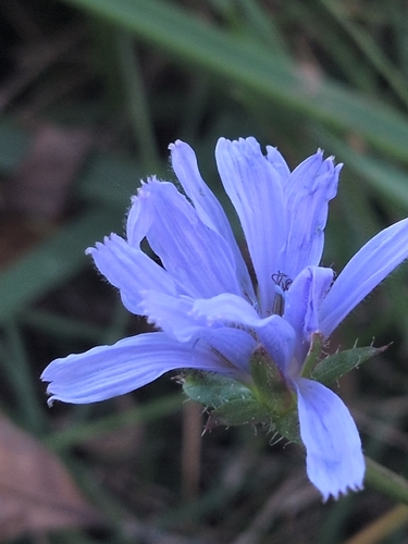 Cichorium intybus observed 2026-10-27