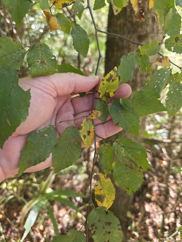 Carpinus caroliniana, 2026-10-27