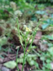 Erysimum repandum