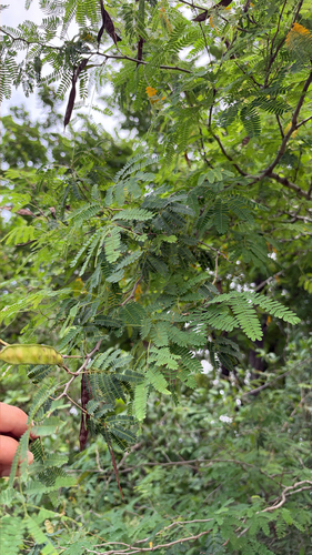 Mimosa observed 2026-10-27