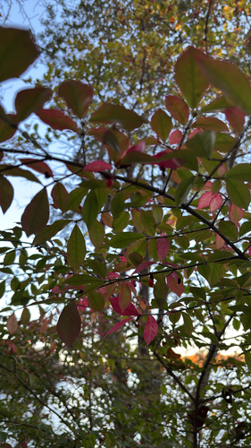 Euonymus observed 2026-10-27