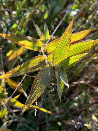 Panicum observed 2026-10-27