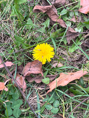 Taraxacum officinale observed 2026-10-27
