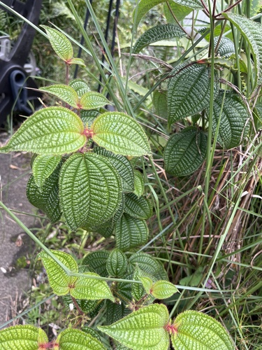 Miconia crenata observed 2026-10-27