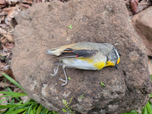 Pardalotus striatus, 2026-10-28