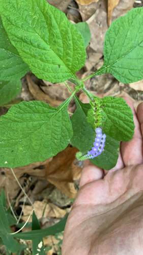 Heliotropium indicum observed 2026-10-27