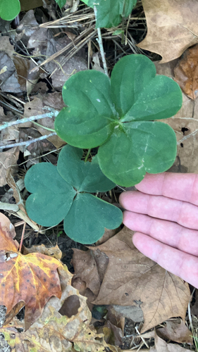 Oxalis observed 2026-10-27