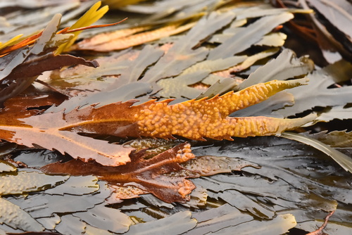 Fucus serratus observed 2026-10-27