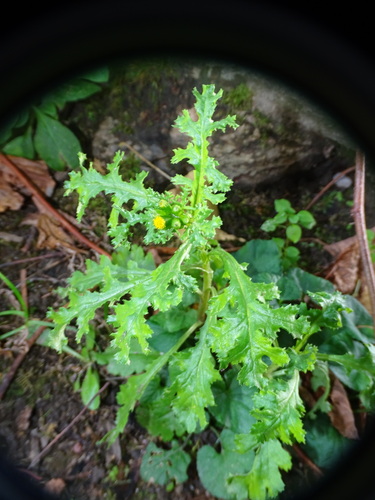 Senecio vulgaris observed 2026-10-27