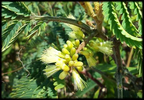 Paraserianthes lophantha