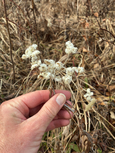 Anaphalis margaritacea observed 2026-10-27