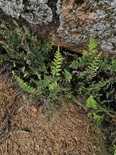 Myriopteris fendleri, 2026-10-25