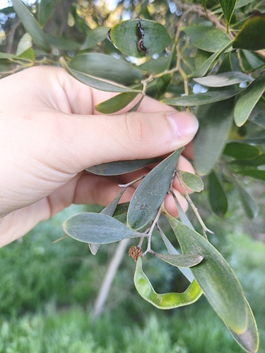 Acacia observed 2026-10-27