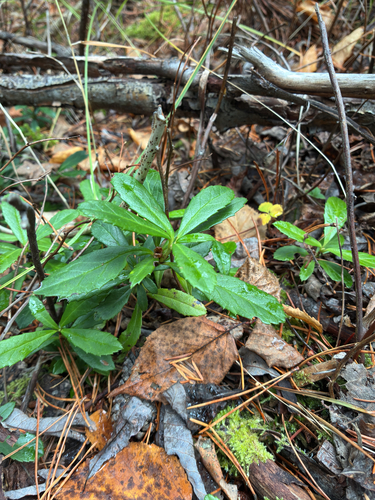 Chimaphila umbellata, 2026-10-27