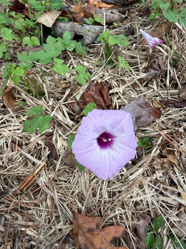 Ipomoea observed 2026-10-27
