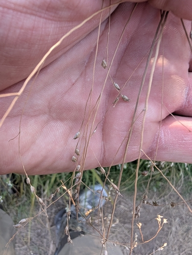 Panicum virgatum observed 2026-10-27
