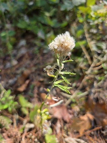 Pseudognaphalium obtusifolium observed 2026-10-27