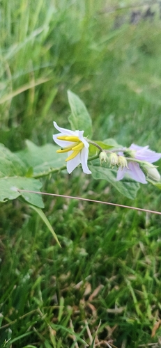 Solanum observed 2026-10-27