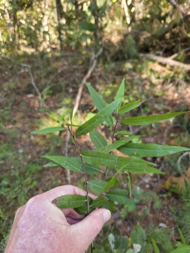Salix nigra, 2026-10-27