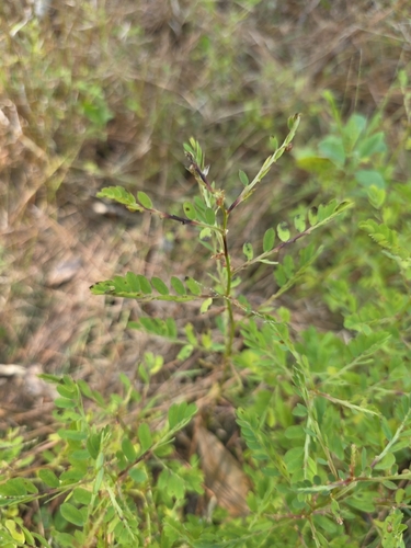 Phyllanthus urinaria observed 2026-10-27