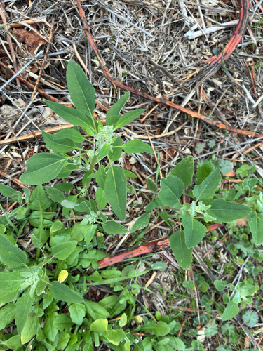 Atriplex observed 2026-10-27