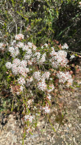 Calytrix tetragona observed 2026-10-26