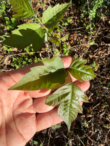 Toxicodendron observed 2026-10-27