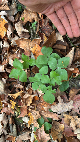 Hepaticae observed 2026-10-27