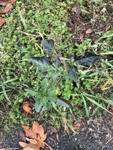 Solanum observed 2026-10-27