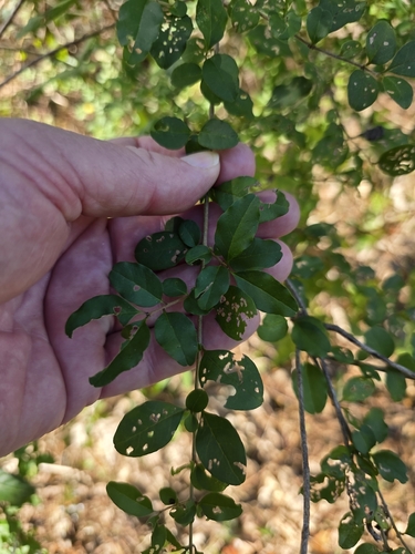 Ligustrum sinense observed 2026-10-27