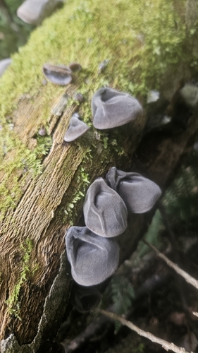 Auricularia observed 2026-10-28