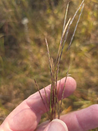 Schizachyrium scoparium observed 2026-10-27