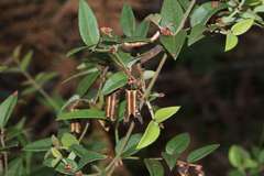 Platylobium parviflorum