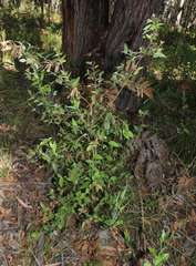 Platylobium parviflorum