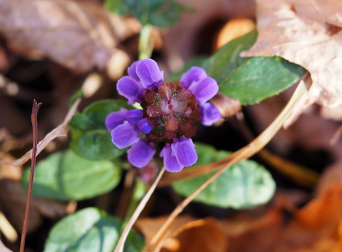 Prunella vulgaris observed 2026-10-27