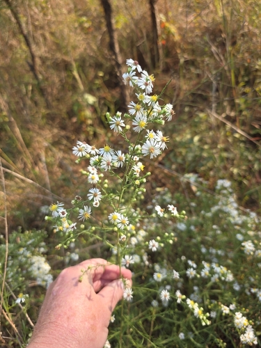 Aster observed 2026-10-27