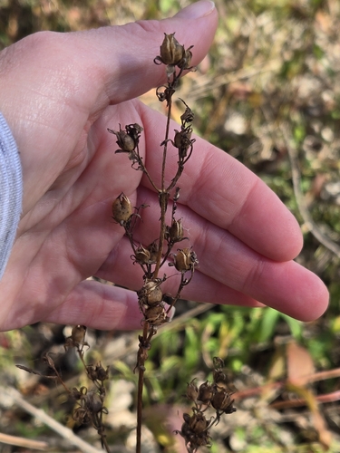 Penstemon observed 2026-10-27