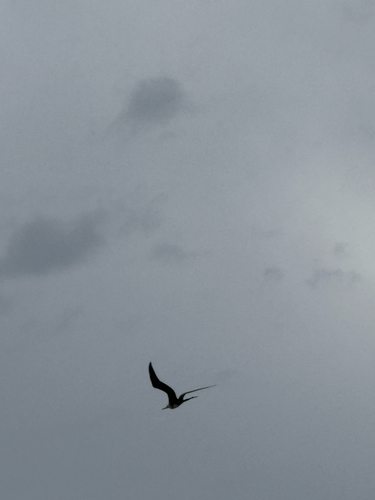 Aves observed 2026-10-27